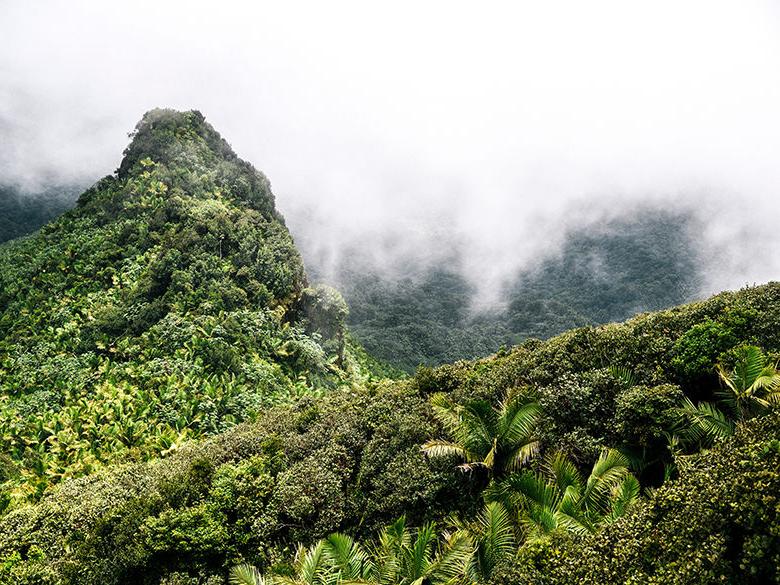波多黎各的El Yunque国家森林